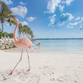 Caribbean
